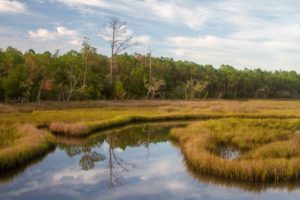 Tree, forest, cloudy sky, and grasses reflected in the waters of a swamp wetland landscape