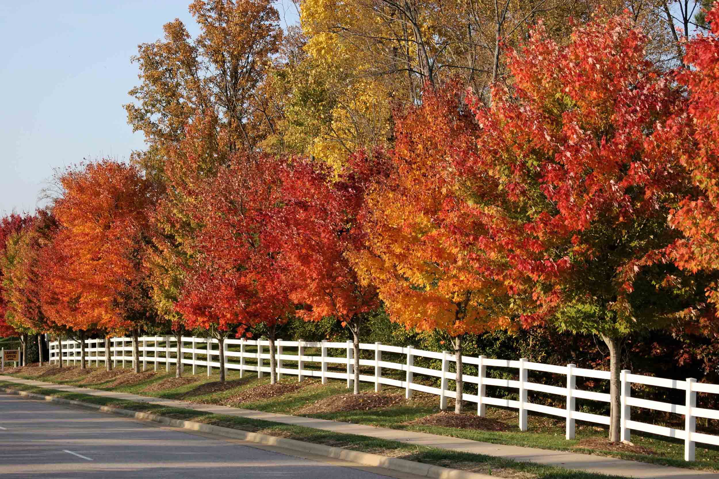 Roadside autumn colors