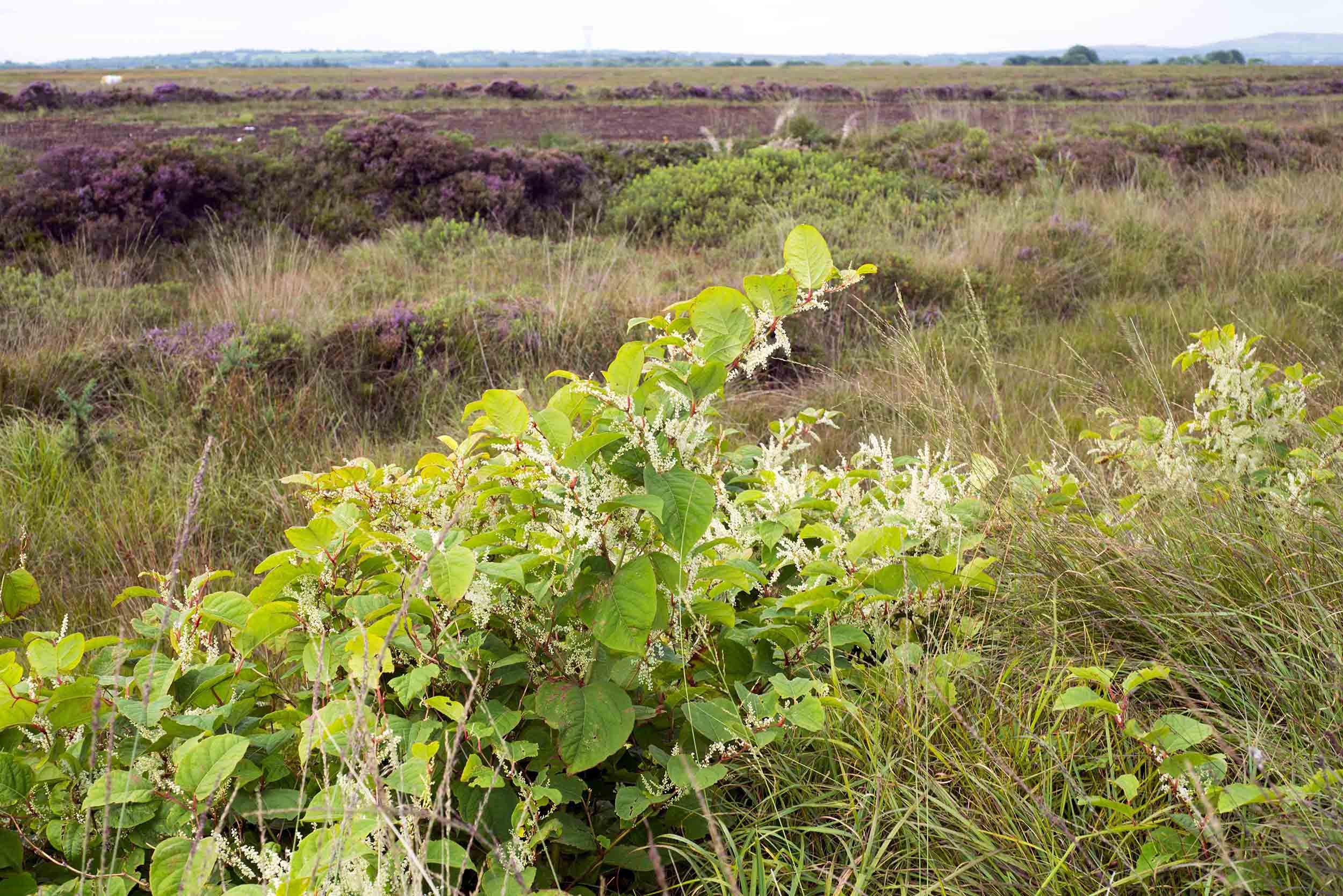 Greenery and grasses lead into large bog