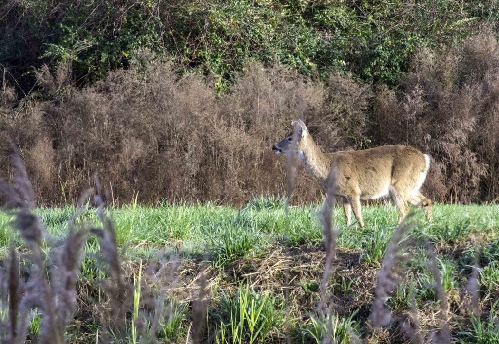 Fawn walks through wetland area