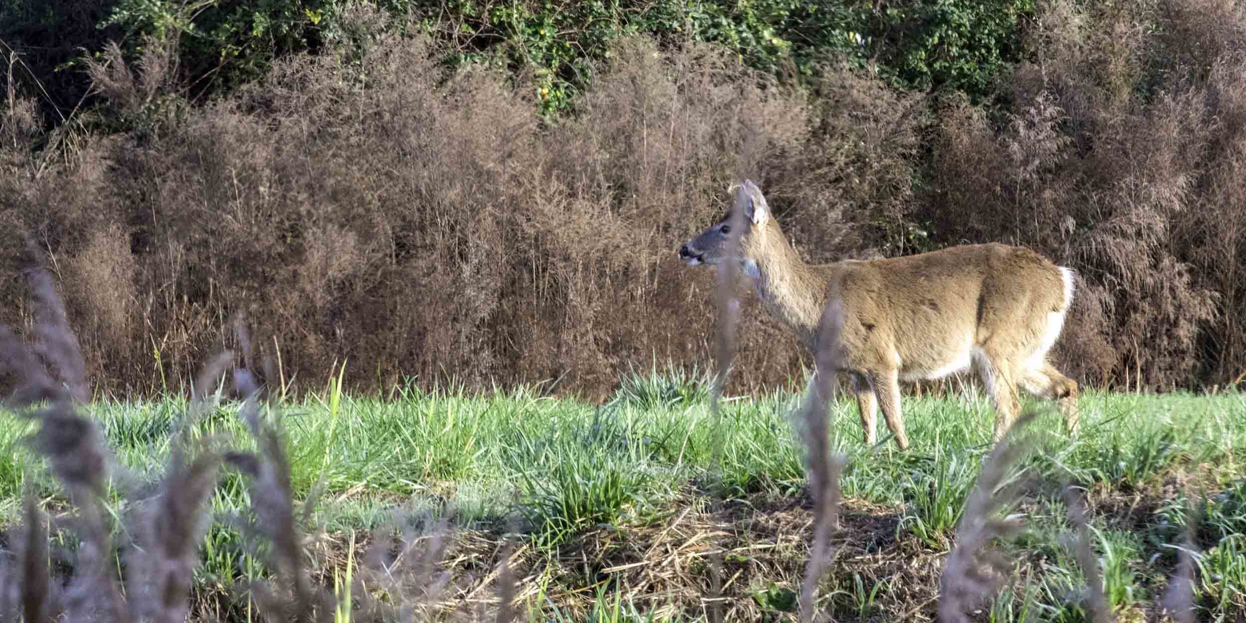 Fawn walks through wetland area