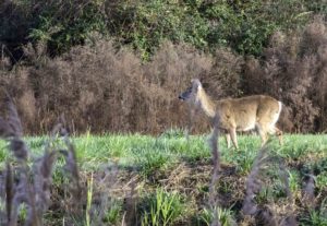 Fawn walks through wetland area