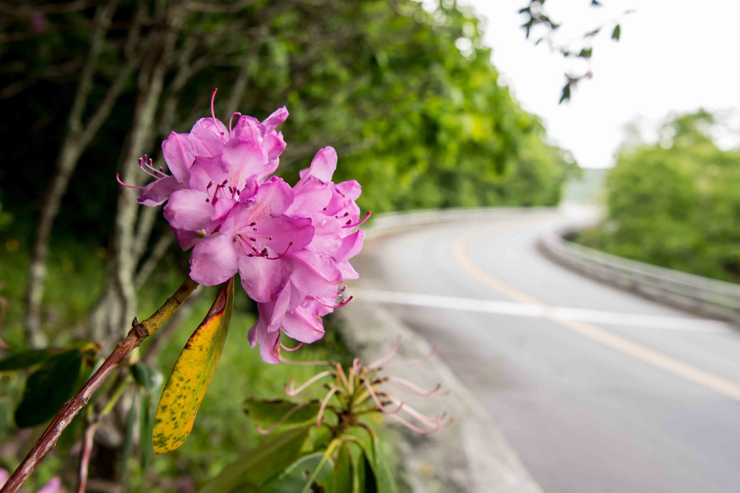 Rhododendron Along Side of Blue Ridge Parkway Bridge