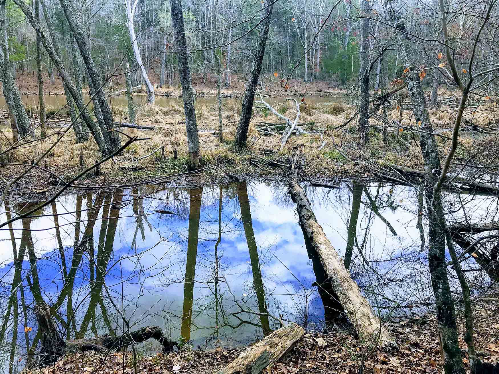 Bare trees reflect in small woodland pond