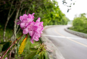 rhodedendron alongside of highway