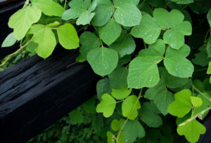 Close up shot of green plant