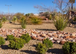 Water smart garden with rocks and cacti