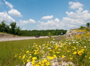 Flowers along highway