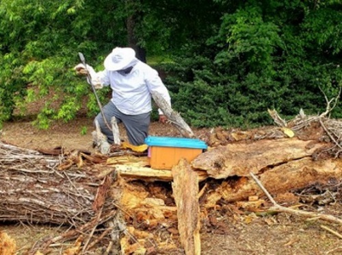 A person helping rescue honey bees.