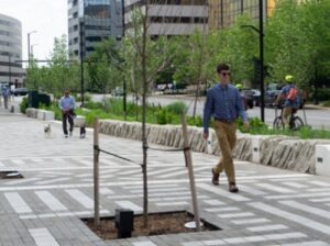 A new tree that was planted in the a grass patch in the sidewalk.