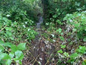 A creek in the woods.