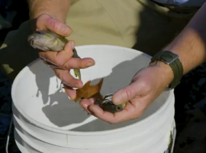 Person holding fish.